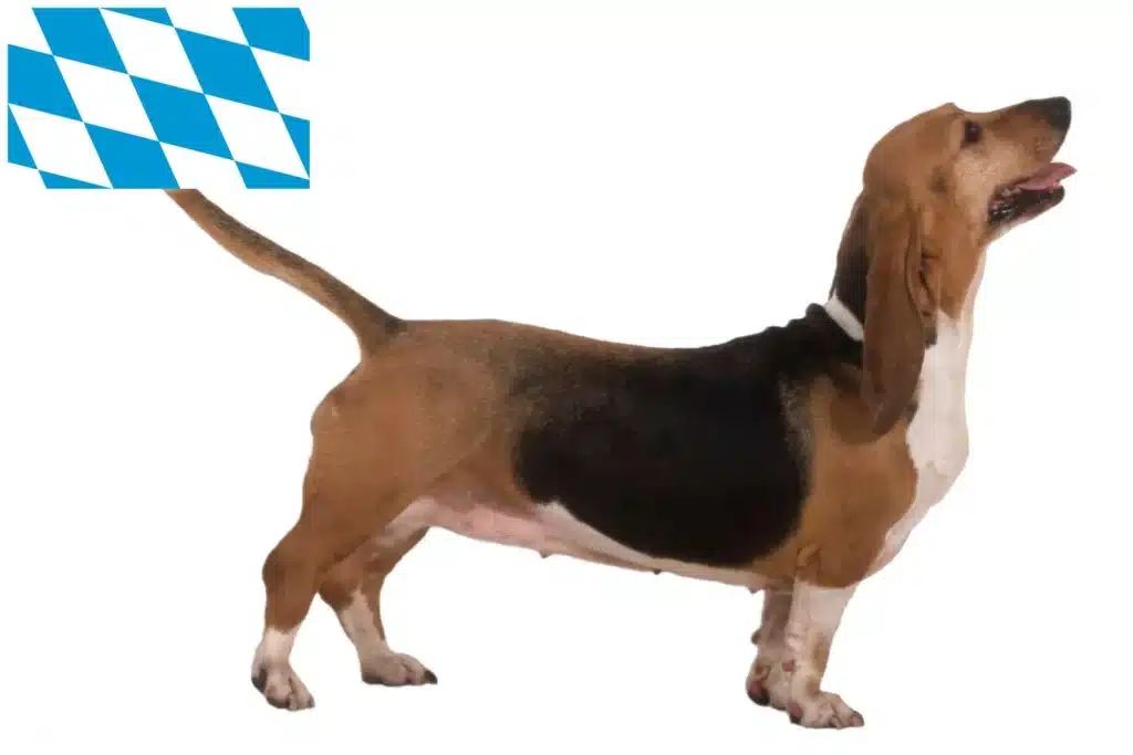 Basset Artesien Normand Züchter mit Welpen Bayern