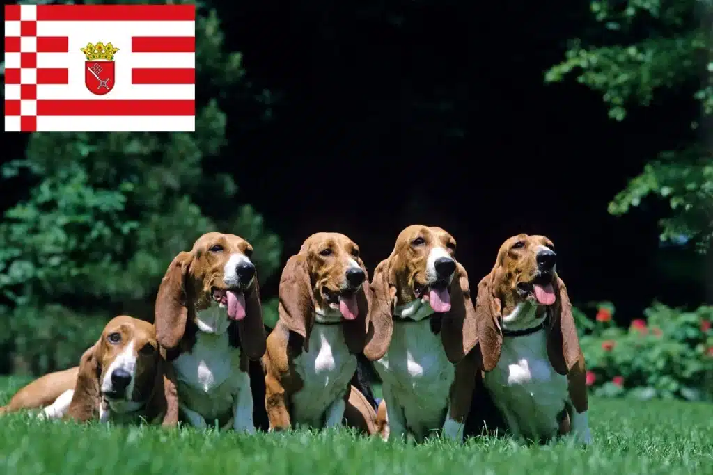 Basset Artesien Normand Züchter mit Welpen Bremen