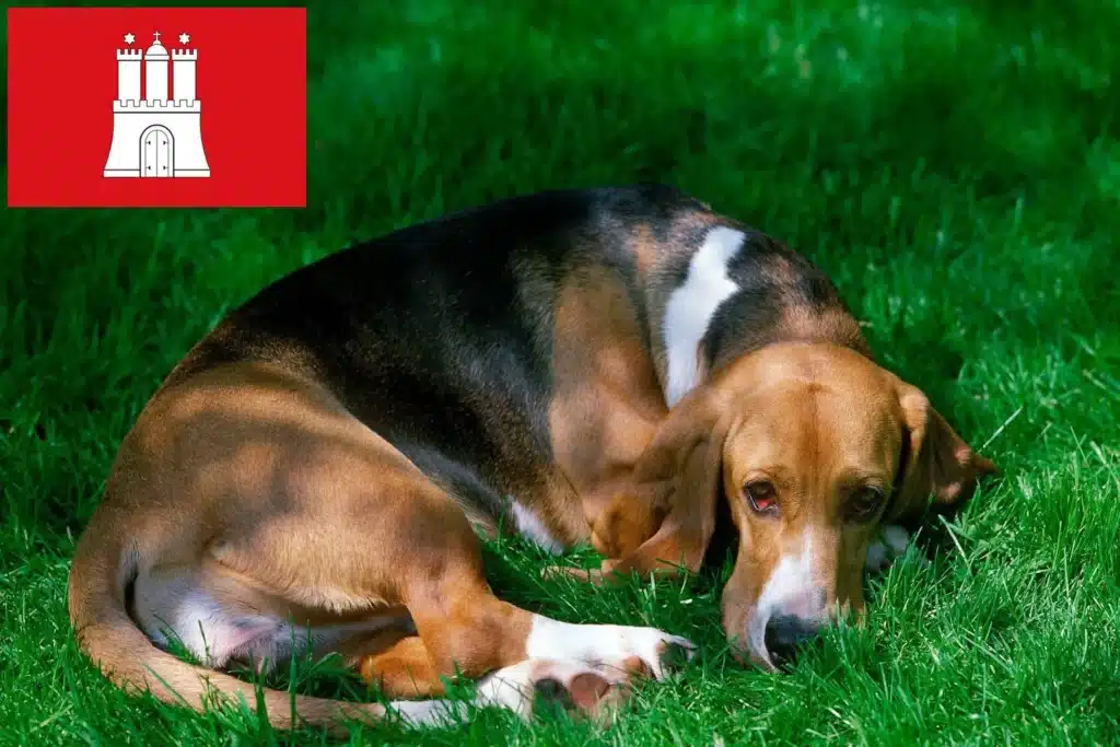 Basset Artesien Normand Züchter mit Welpen Hamburg