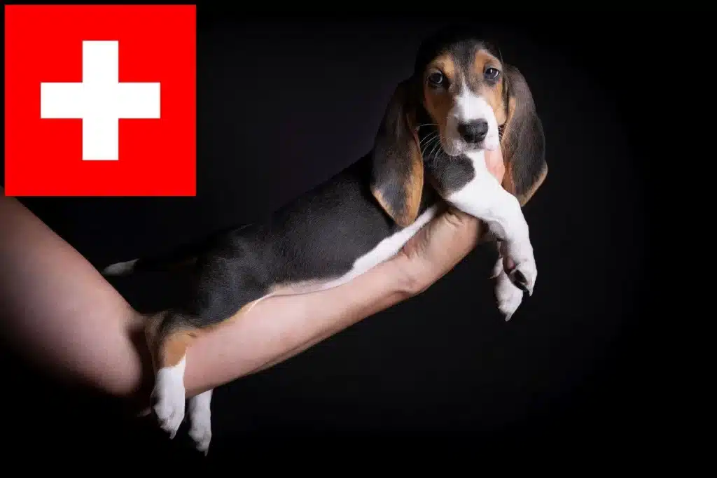 Basset Artesien Normand Züchter mit Welpen Schweiz