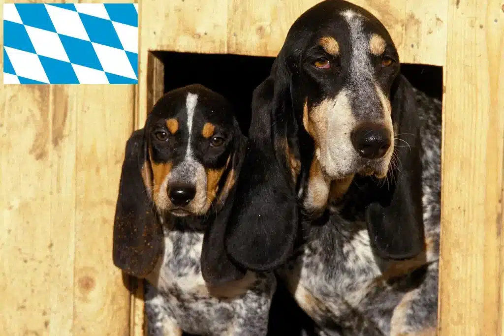 Basset bleu de Gascogne Züchter mit Welpen Bayern