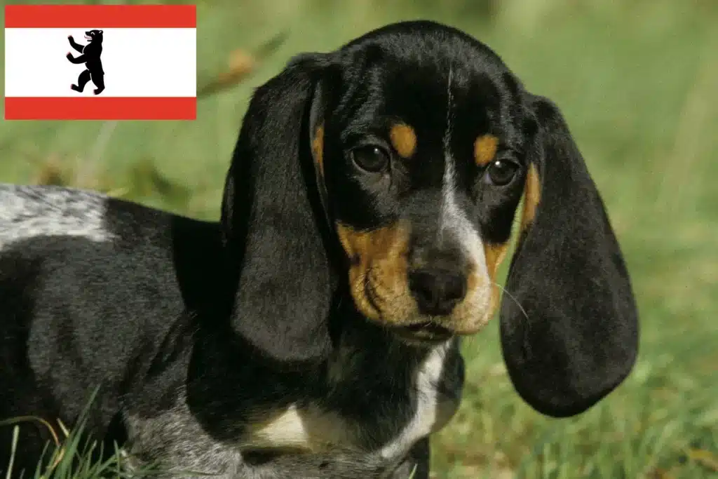 Basset bleu de Gascogne Züchter mit Welpen Berlin