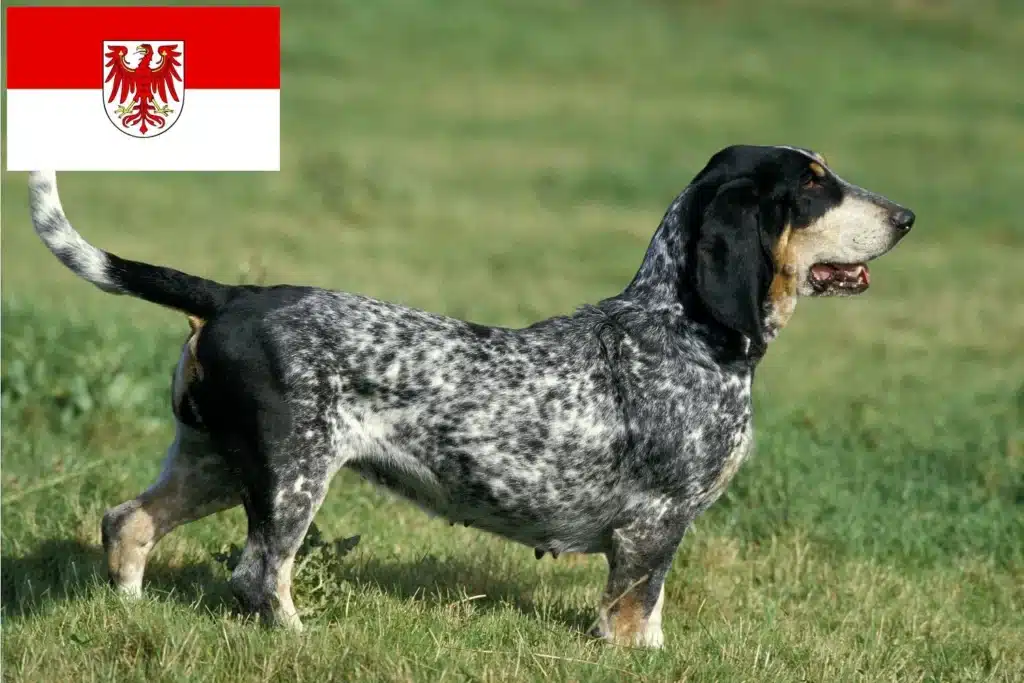 Basset bleu de Gascogne Züchter mit Welpen Brandenburg