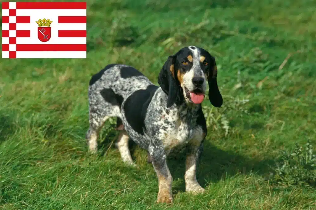 Basset bleu de Gascogne Züchter mit Welpen Bremen