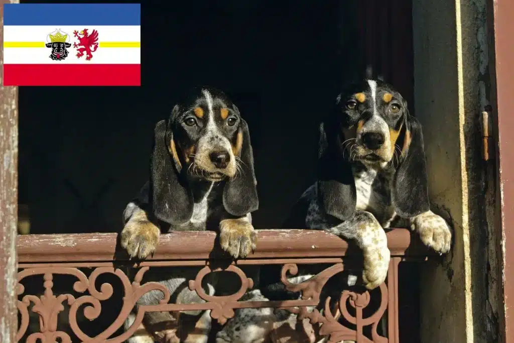 Basset bleu de Gascogne Züchter mit Welpen Mecklenburg-Vorpommern