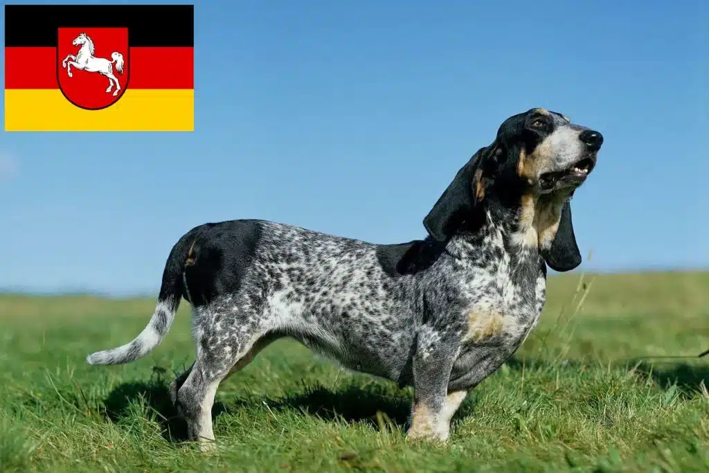 Basset bleu de Gascogne Züchter mit Welpen Niedersachsen