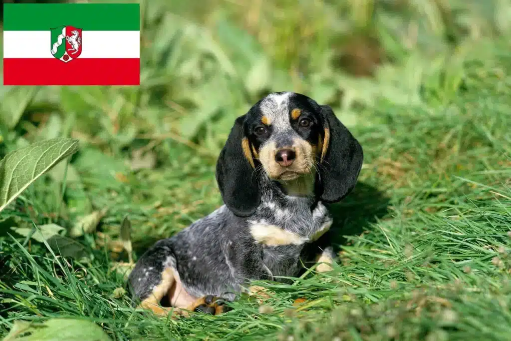 Basset bleu de Gascogne Züchter mit Welpen Nordrhein-Westfalen