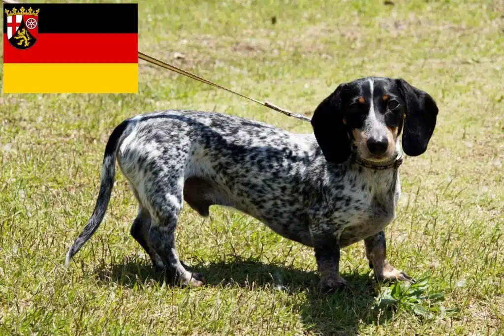 Basset bleu de Gascogne Züchter mit Welpen Rheinland-Pfalz