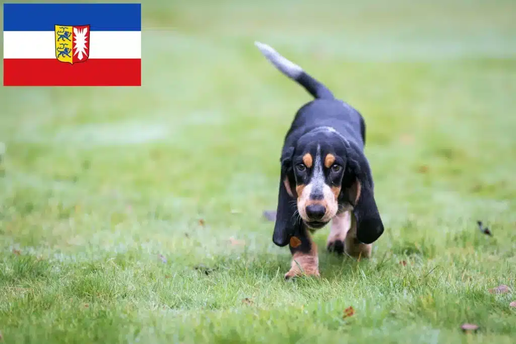 Basset bleu de Gascogne Züchter mit Welpen Schleswig-Holstein