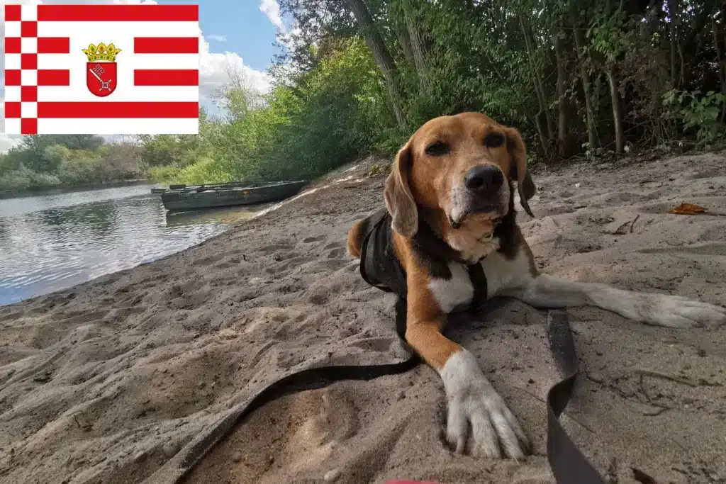 Beagle Harrier Züchter mit Welpen Bremen