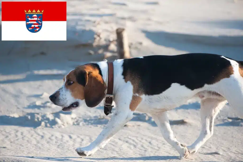 Beagle Harrier Züchter mit Welpen Hessen