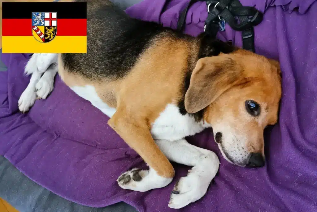 Beagle Harrier Züchter mit Welpen Saarland