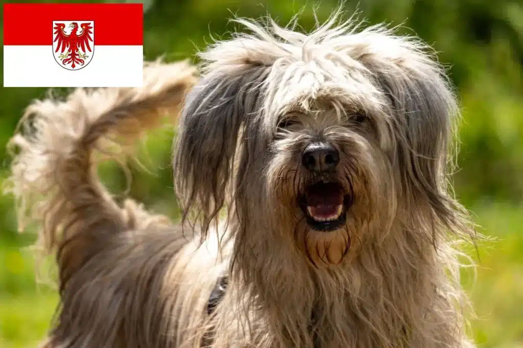 Cão da Serra de Aires Züchter mit Welpen Brandenburg