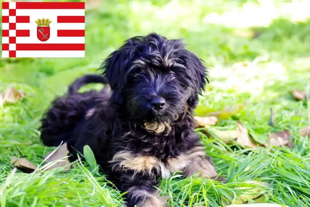 Cão da Serra de Aires Züchter mit Welpen Bremen