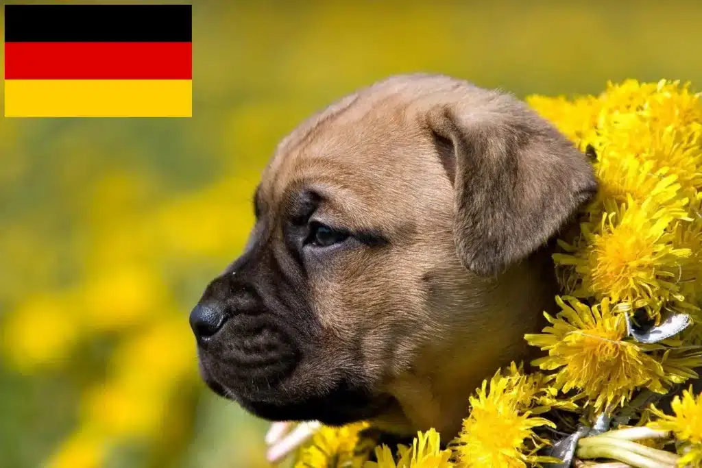 Dogo Canario Züchter mit Welpen Deutschland