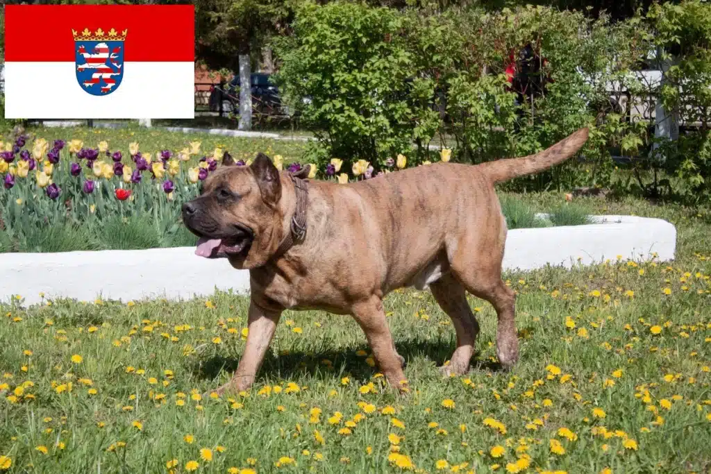 Dogo Canario Züchter mit Welpen Hessen