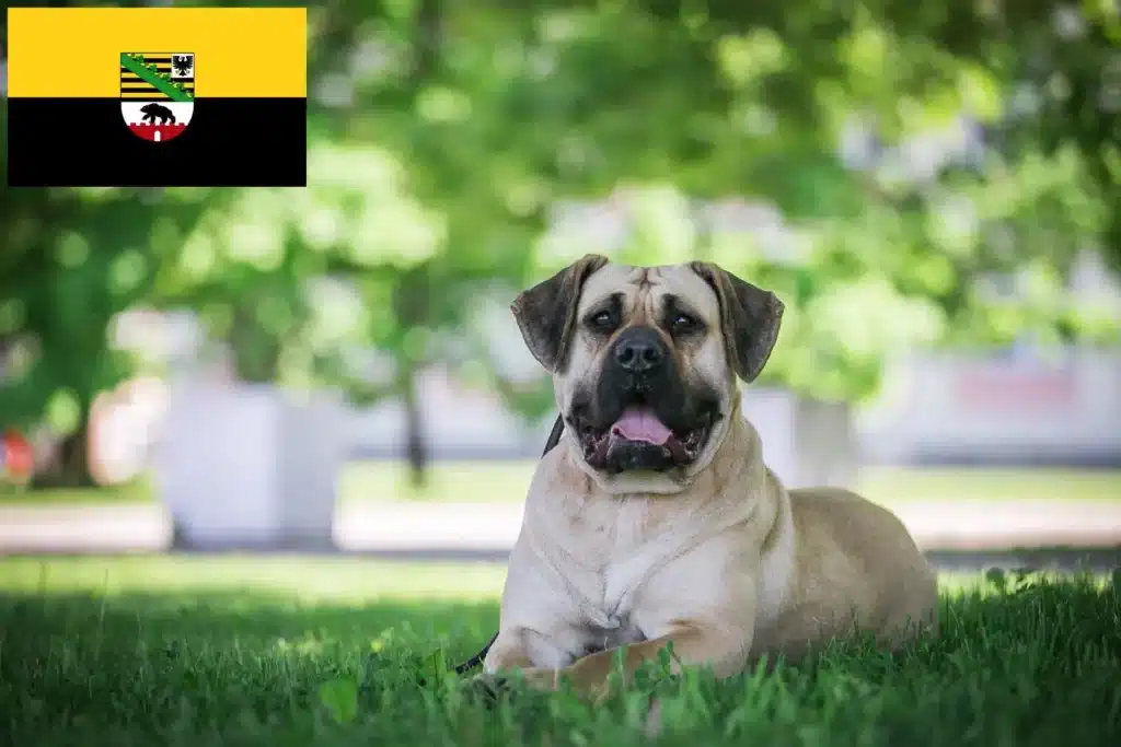 Dogo Canario Züchter mit Welpen Sachsen-Anhalt