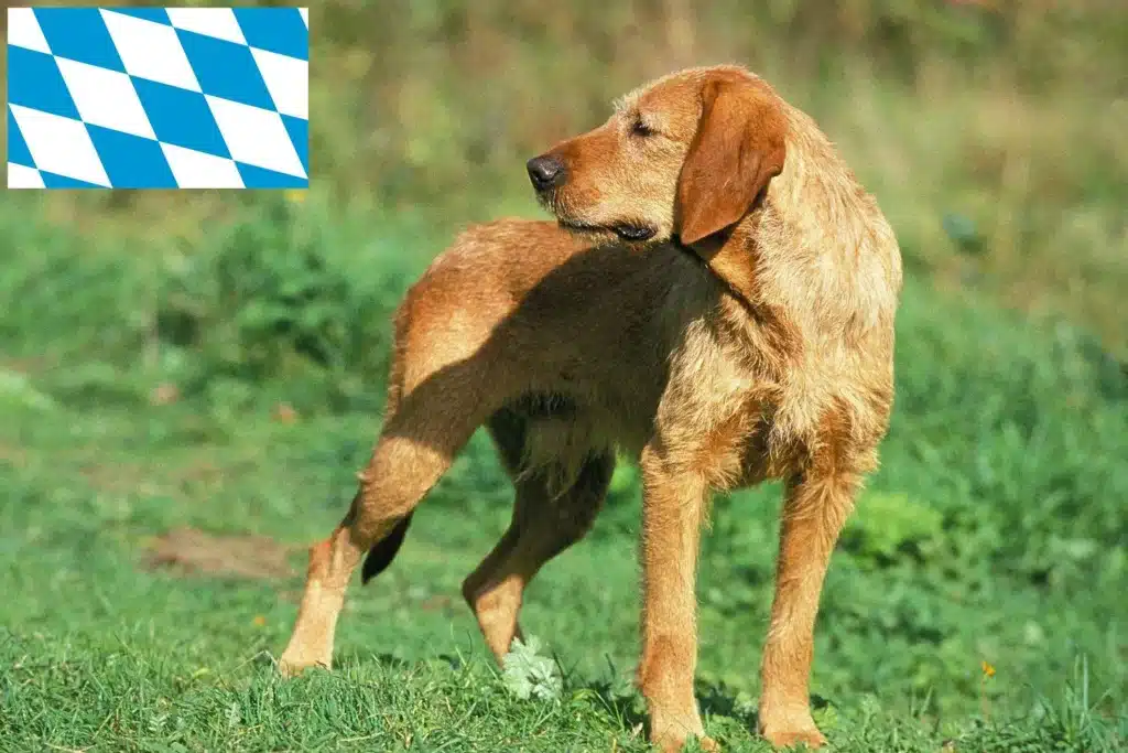 Griffon Fauve de Bretagne Züchter mit Welpen Bayern