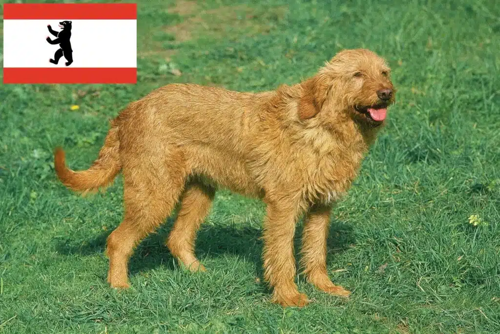 Griffon Fauve de Bretagne Züchter mit Welpen Berlin