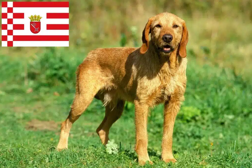 Griffon Fauve de Bretagne Züchter mit Welpen Bremen