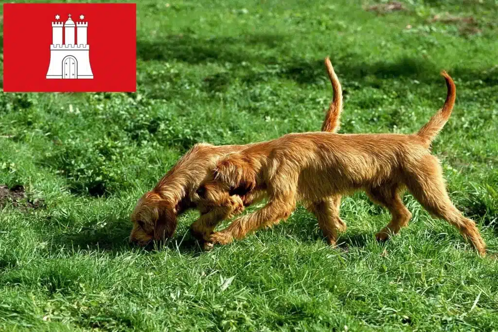 Griffon Fauve de Bretagne Züchter mit Welpen Hamburg