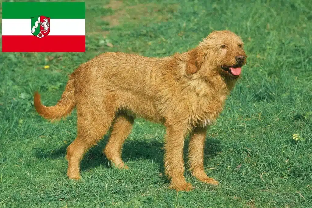 Griffon Fauve de Bretagne Züchter mit Welpen Nordrhein-Westfalen