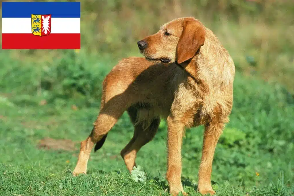 Griffon Fauve de Bretagne Züchter mit Welpen Schleswig-Holstein