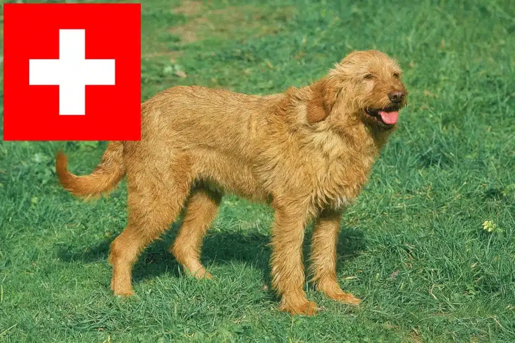 Griffon Fauve de Bretagne Züchter mit Welpen Schweiz