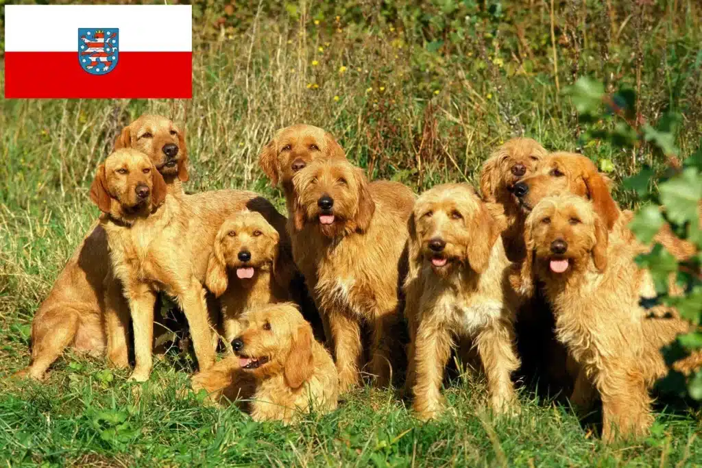 Griffon Fauve de Bretagne Züchter mit Welpen Thüringen