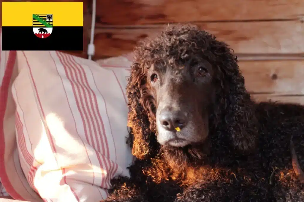 Irish Water Spaniel Züchter mit Welpen Sachsen-Anhalt