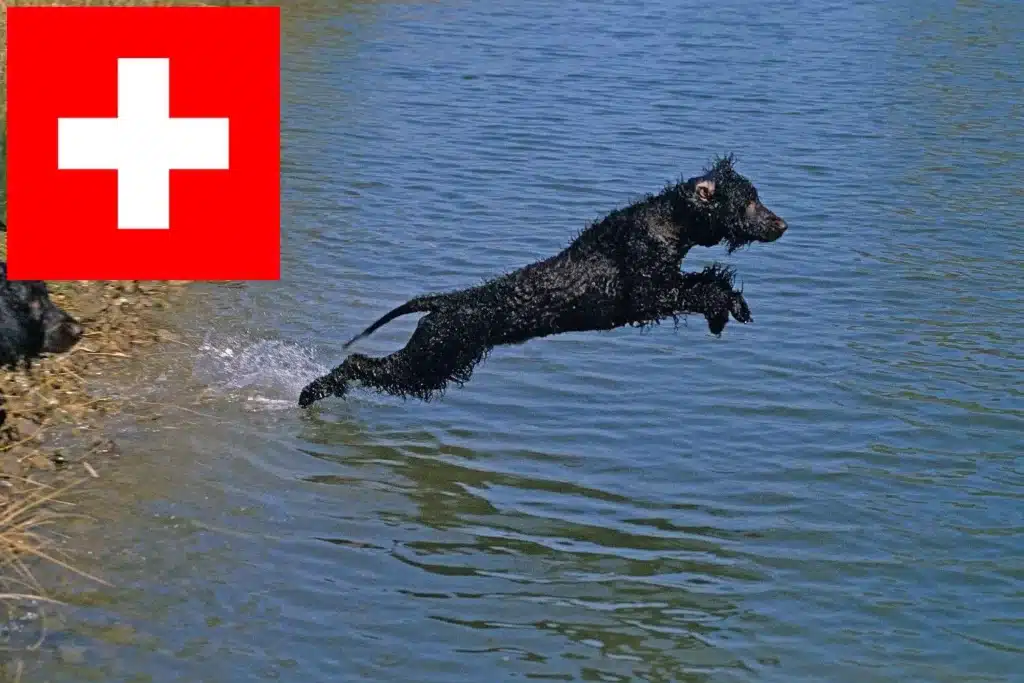 Irish Water Spaniel Züchter mit Welpen Schweiz