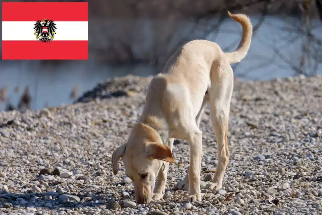 Kritikos Lagonikos Züchter mit Welpen Österreich