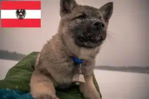 Mehr über den Artikel erfahren Norwegischer Elchhund Züchter und Welpen in Österreich