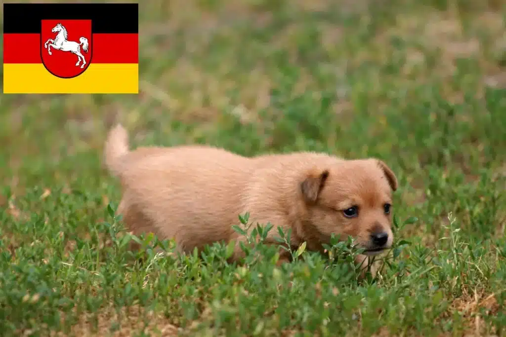 Podengo Portugues Züchter mit Welpen Niedersachsen