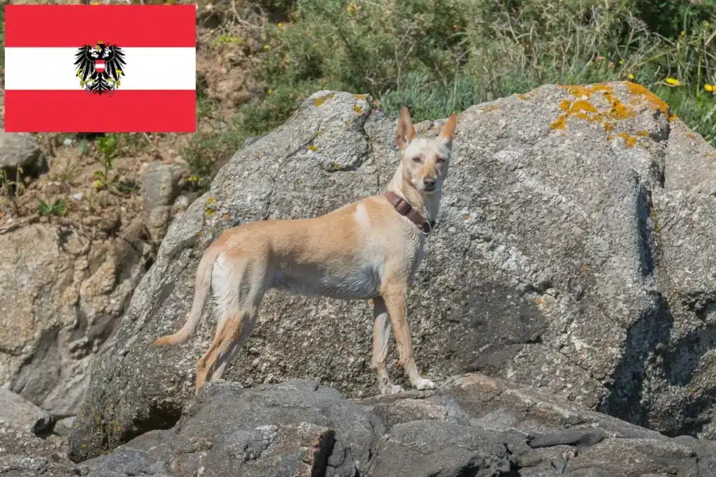 Podengo Portugues Züchter mit Welpen Österreich