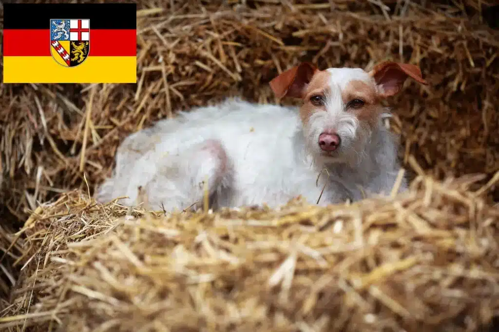 Podengo Portugues Züchter mit Welpen Saarland