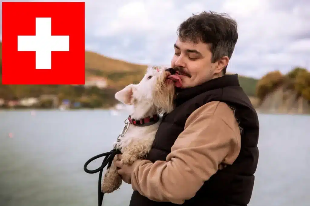 Sealyham Terrier Züchter mit Welpen Schweiz