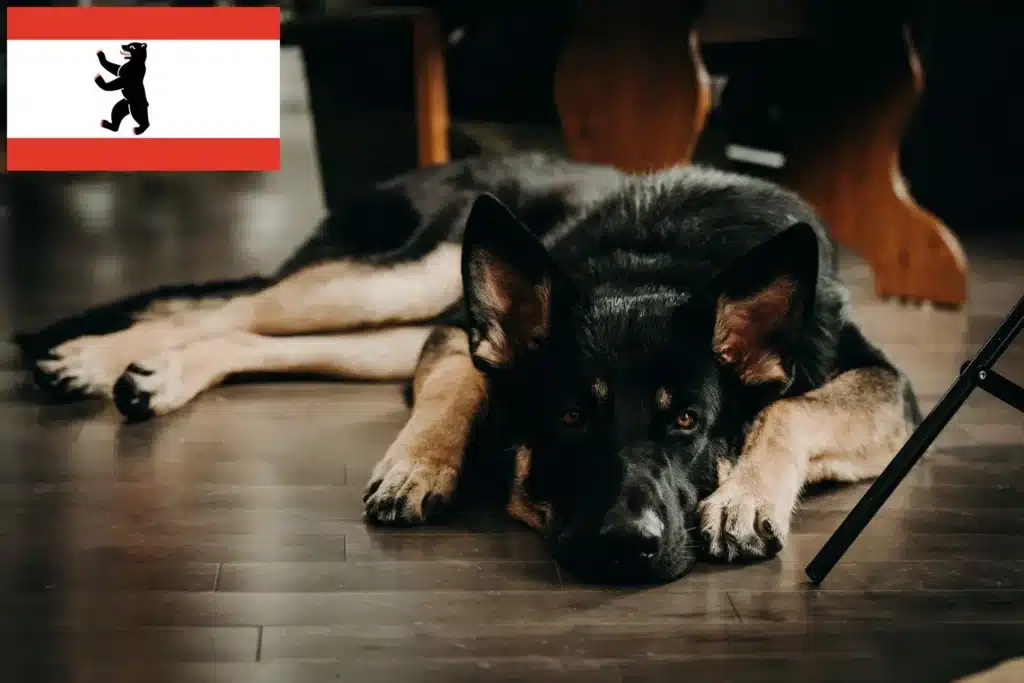 Shiloh Shepherd Züchter mit Welpen Berlin