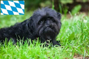 Mehr über den Artikel erfahren Affenpinscher Züchter und Welpen in Bayern