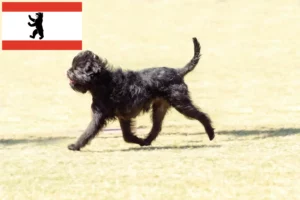 Mehr über den Artikel erfahren Affenpinscher Züchter und Welpen in Berlin