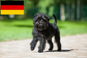 Mehr über den Artikel erfahren Affenpinscher Züchter und Welpen in Deutschland