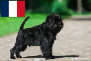 Mehr über den Artikel erfahren Affenpinscher Züchter und Welpen in Frankreich