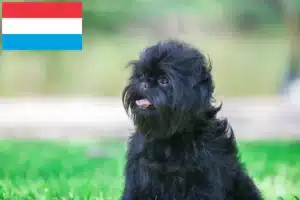 Mehr über den Artikel erfahren Affenpinscher Züchter und Welpen in Luxemburg