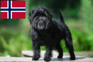 Mehr über den Artikel erfahren Affenpinscher Züchter und Welpen in Norwegen