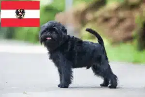 Mehr über den Artikel erfahren Affenpinscher Züchter und Welpen in Österreich