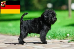 Mehr über den Artikel erfahren Affenpinscher Züchter und Welpen in Rheinland-Pfalz