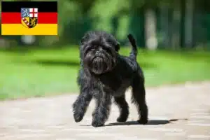 Mehr über den Artikel erfahren Affenpinscher Züchter und Welpen im Saarland