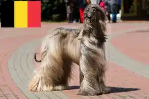 Read more about the article Afghanischer Windhund Züchter und Welpen in Belgien