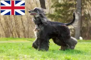 Mehr über den Artikel erfahren Afghanischer Windhund Züchter und Welpen in Großbritannien