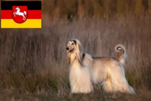 Mehr über den Artikel erfahren Afghanischer Windhund Züchter und Welpen in Niedersachsen